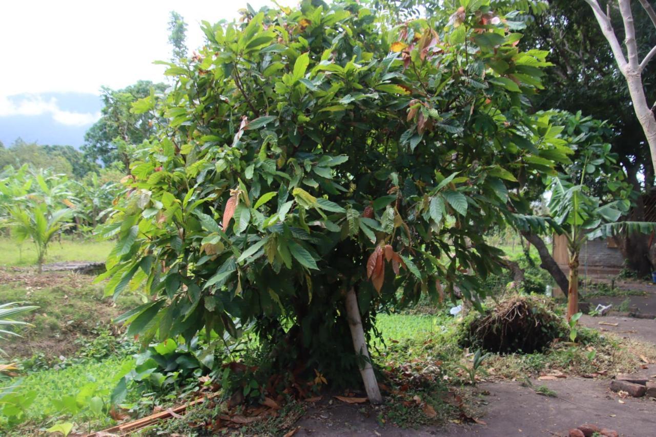 La Sirenita - Ometepe Altagracia Exterior foto
